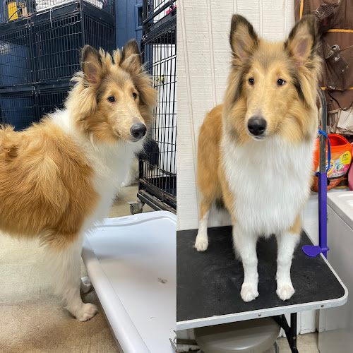 Princess and the Pawper