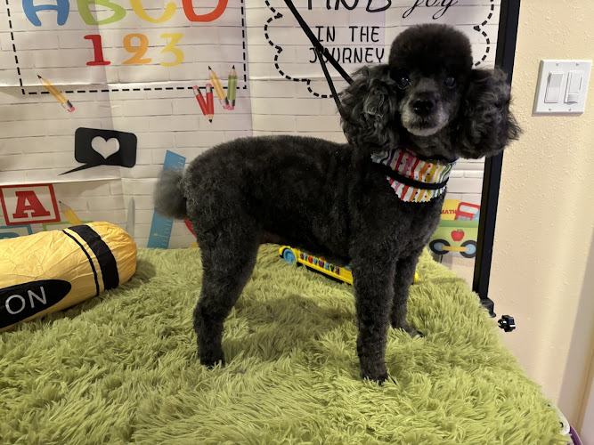 Prism Pups Grooming Salon LLC