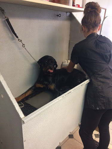 Prissy Missy's Pet Grooming