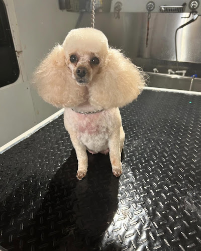 Prissy’s Pretty Pets