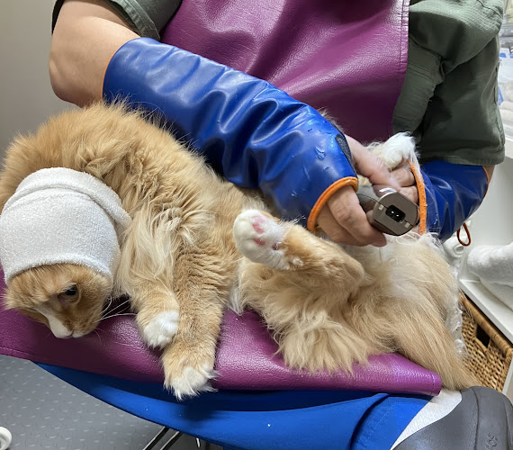 Probable Claws Cat Grooming