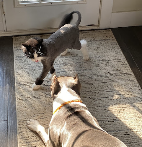 Professional Cat Grooming by Shawn