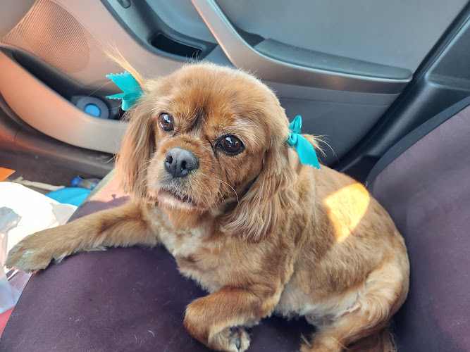 Professional Dog Groomers