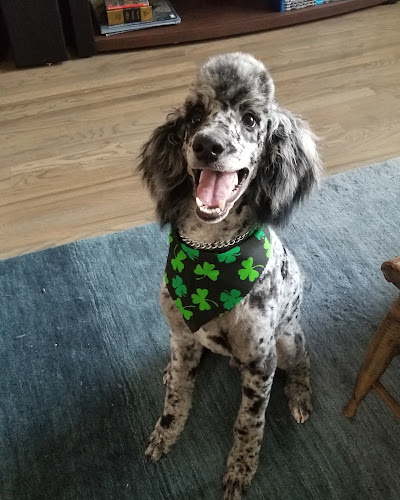 Puddy Cuts Dog Grooming & Boarding