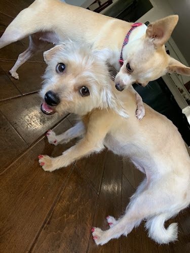 Puff & Fluff Grooming - Arcadia