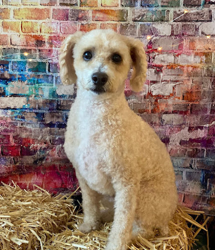 Punkys Pawlor - Grooming & Pet Studio