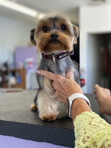 Pup N Suds Dog Grooming