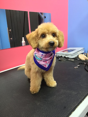 Pup Town Spaw: Self wash and pet grooming