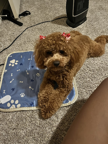 Puppy Dreams - Mansfield