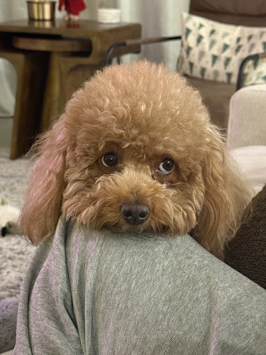 Puppy Land Dog Grooming