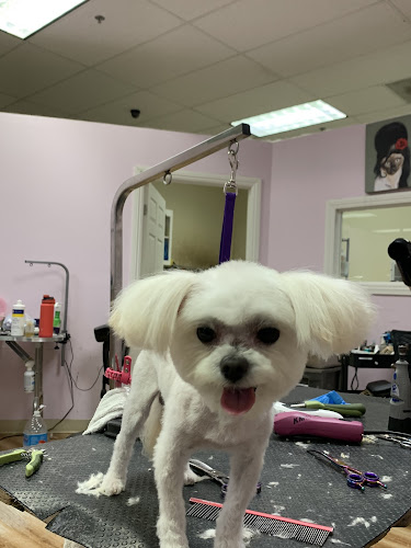 Puppy Land Grooming & Services