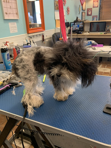 Puppy Love Pet Stylist