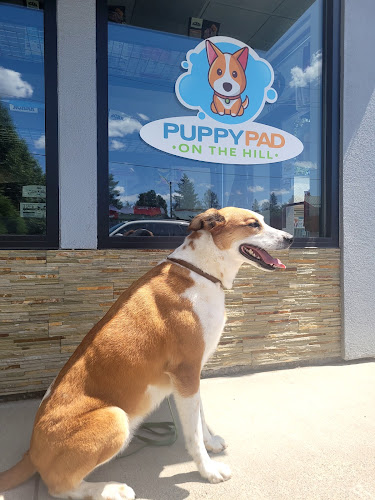 Puppy Pad On The Hill