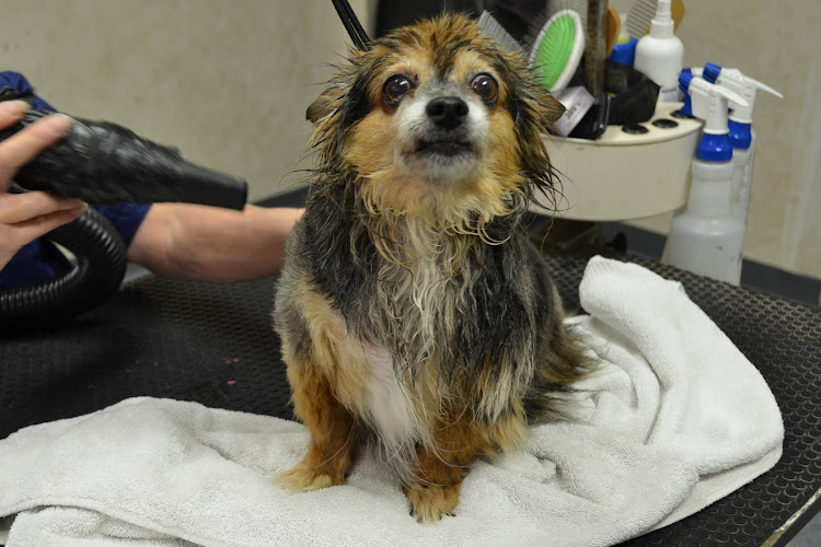 Puppy Palace Pet Grooming