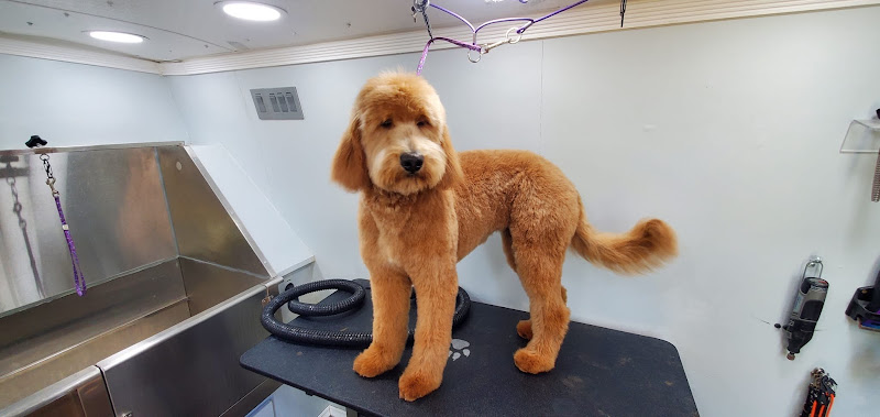 Puppy Pampers Grooming