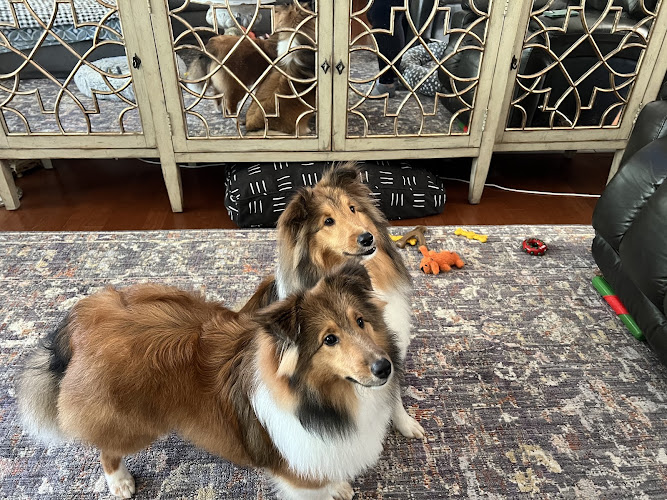 Puppy Power Dog Grooming