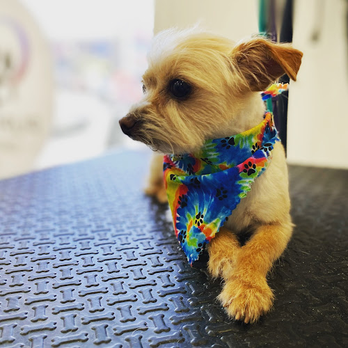 Puppy Spa Dog Grooming