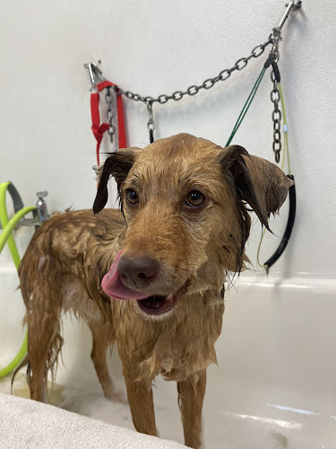 Pups groom. train. love. (formerly Dirty Paws)