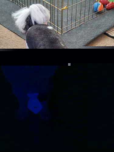 Pups N Suds Grooming