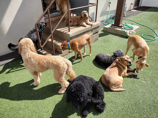 Pups @ Play Montclair