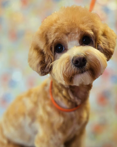 Pupstar Pet Grooming