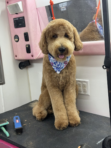 Puptown Mobile Grooming- South Tampa