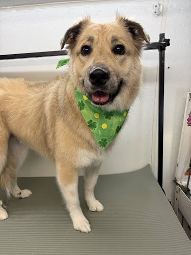 Puptown Mobile Grooming