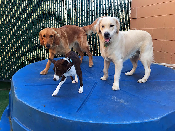 PupVille Doggy Daycare