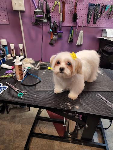 Purple Pooch Palace of Perfection