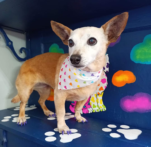 Purr-Fect-Lea Pampered Pets