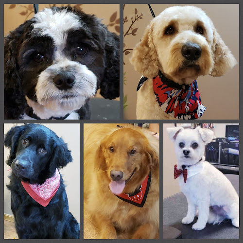 Purrfect Paws Pet Spa