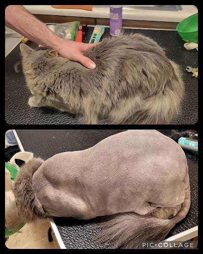 Purrr Luxury Cat Grooming