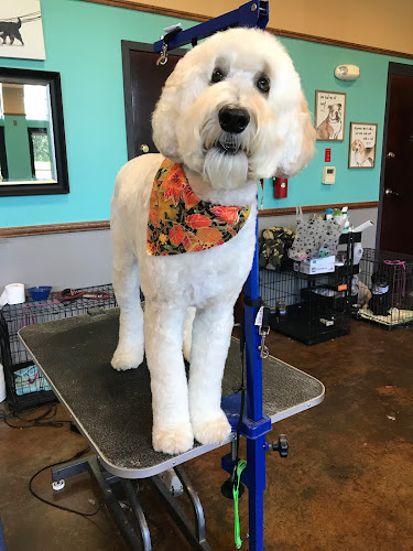 QC Canine Design- Pet Spa