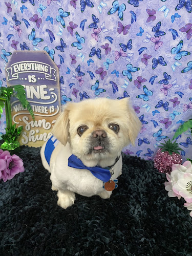 QT Paws Pet Grooming