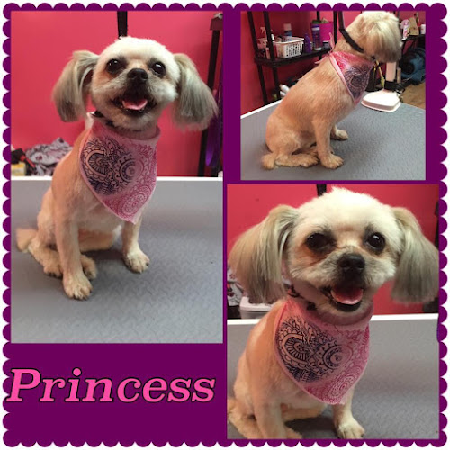 Quadsquads Tiny Paws Mobile SPA