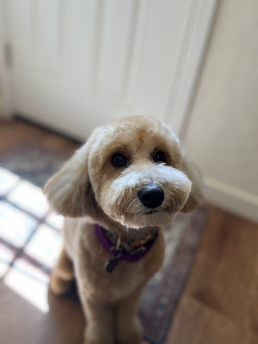 Quality Dog Salon LLC