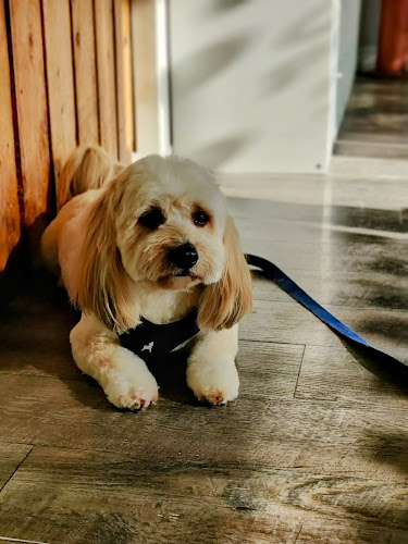 Quality Pet Spot Willow Glen