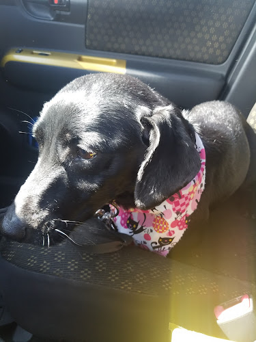 R K Dog Grooming LLC