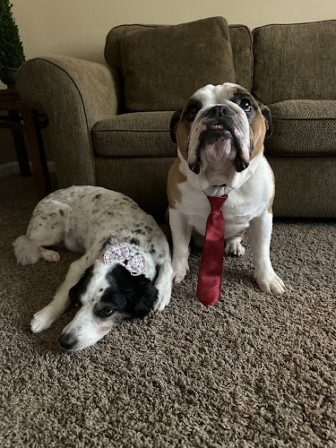 Rainbow Pet Salon (Blue)