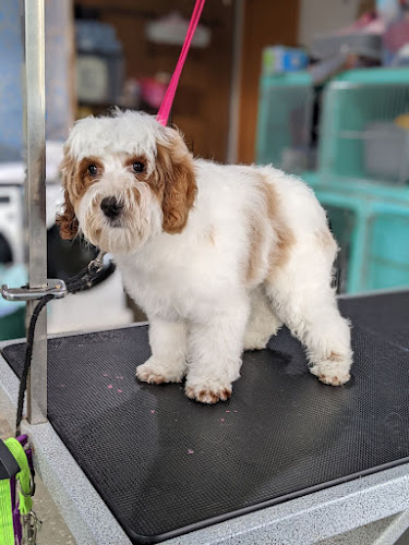 Rainy Day Pet Salon