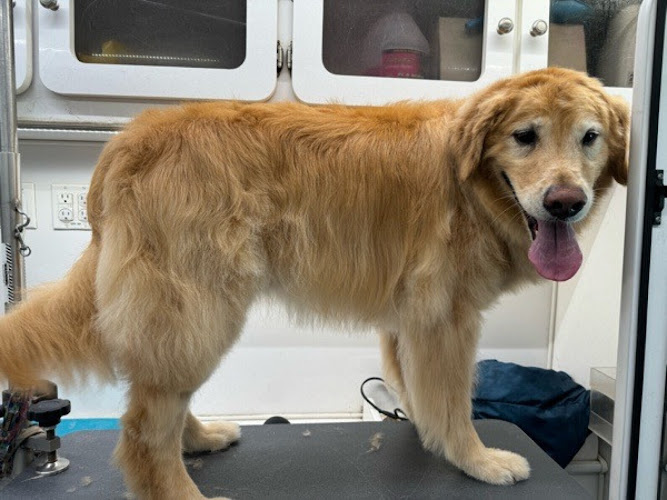 Rapawzel Dog Grooming & Day Care