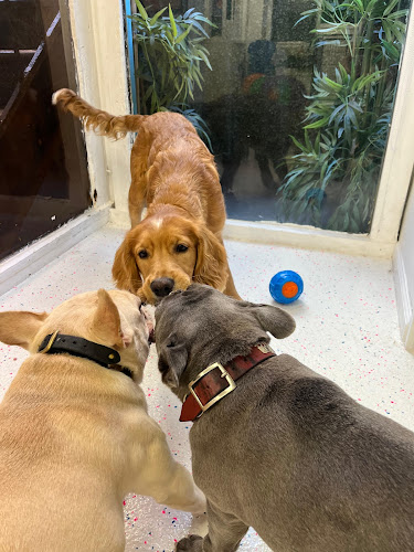 Rapawzel Dog Grooming & Day Care