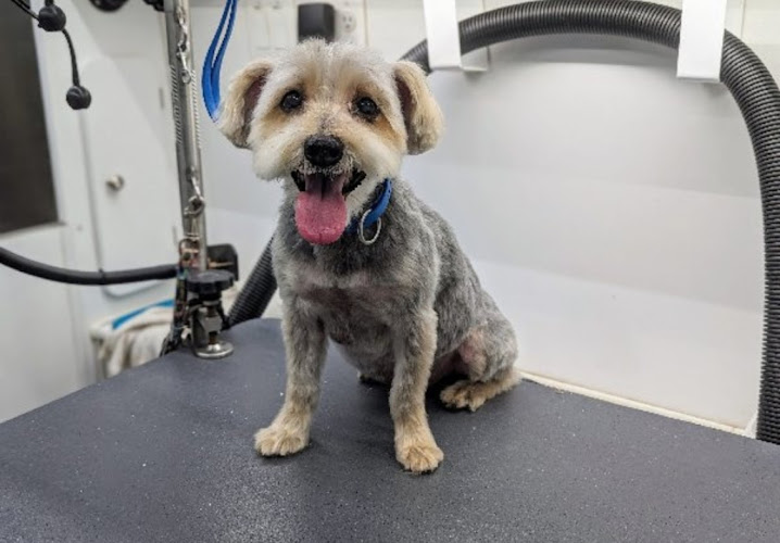 Rapawzel Dog Grooming & Day Care