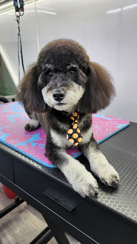 Ray's Holistic Mobile Pet Grooming