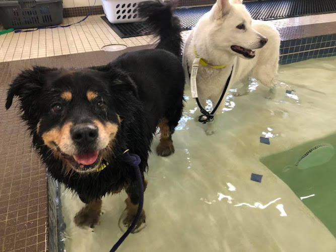 Red Dog Pet Resort & Spa Boston