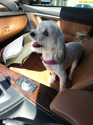 Reigning Cats & Dogs