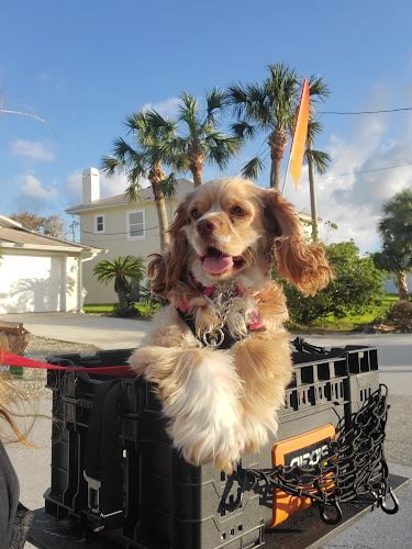 Reigning Cats & Dogs Inc