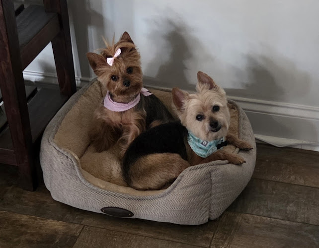 Renee Blair Pet Grooming