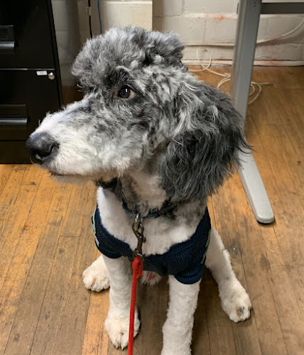 REX Seattle Pet Grooming & Spa