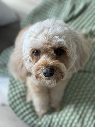 Ritchard’s Grooming